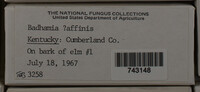 Badhamia affinis image